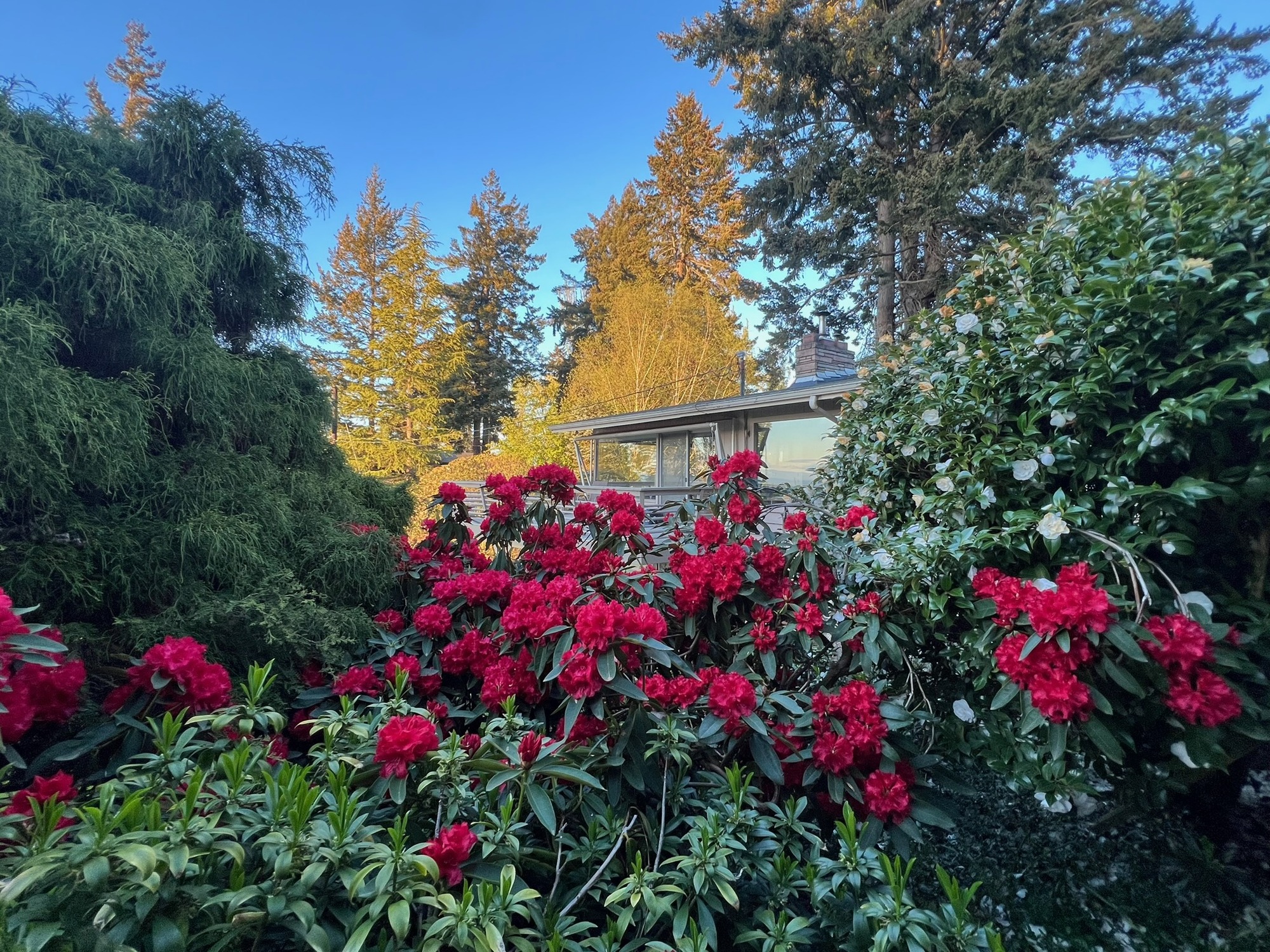 Rhododendrons, with the house beyond