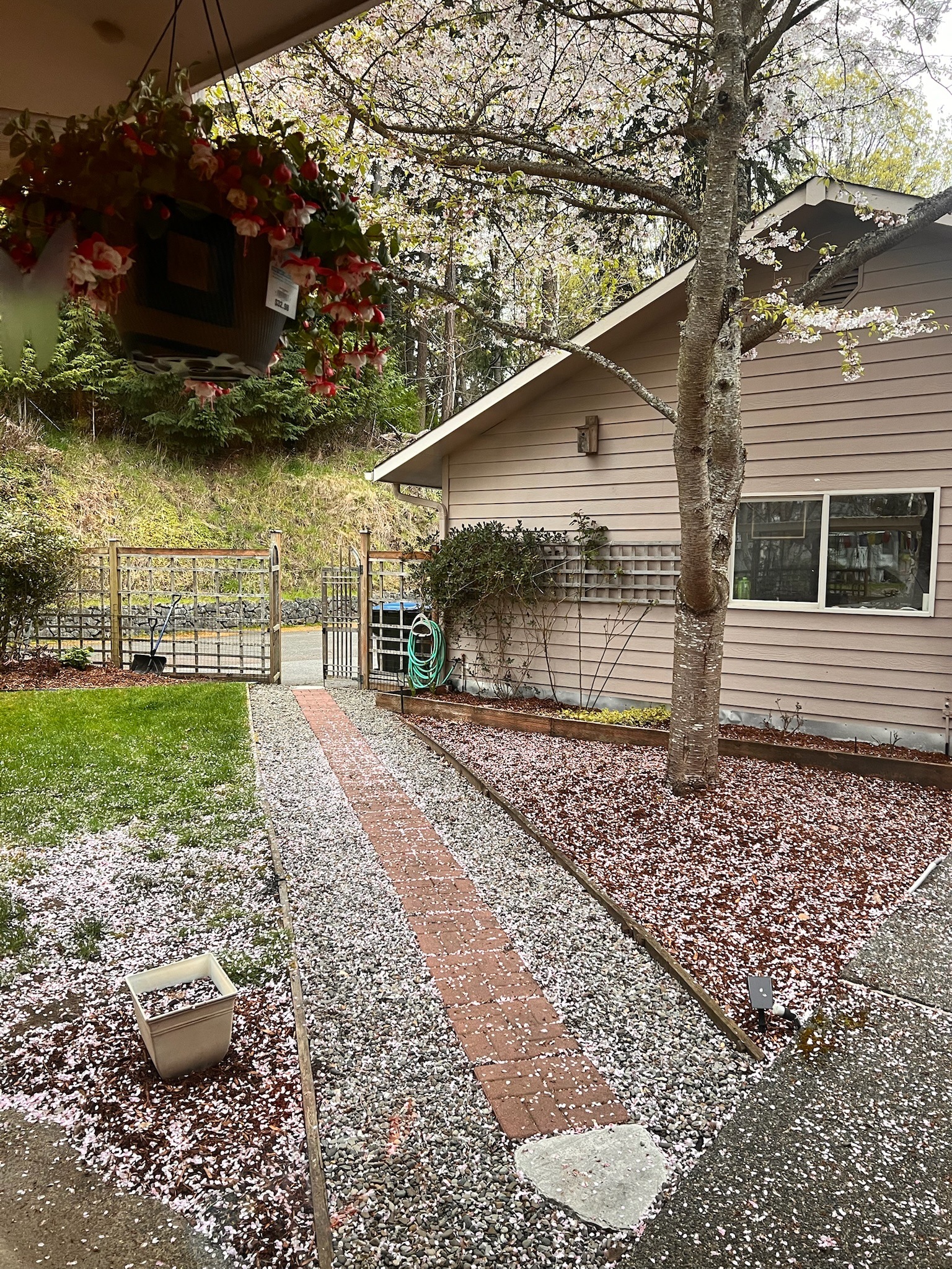 Cherry blossoms over the side path